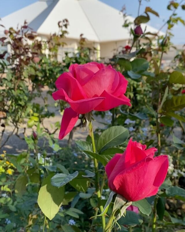 ゆりフェスタ2024 週末限定ライトアップ実施！ - ゆりの里公園