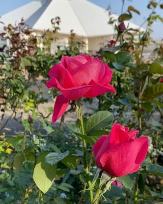 ゆり百科事典(学術検索) - ゆりの里公園 ゆりの里公園のゆり百科事典