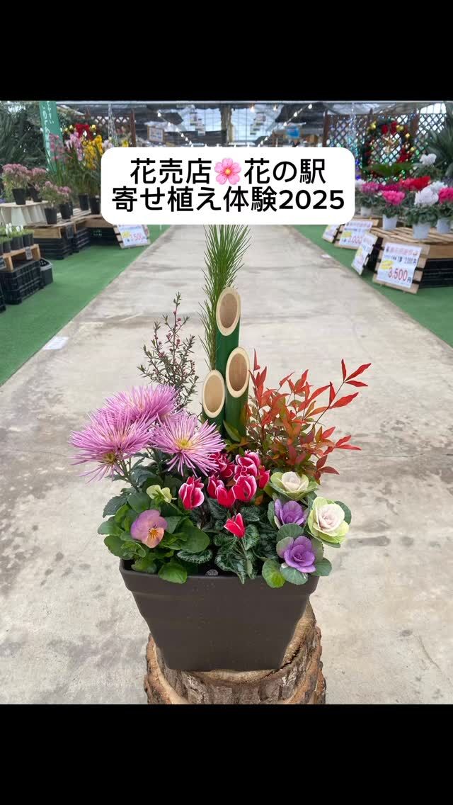 寄せ植え　花　∞月∞ページ 趣味の園芸』2025年4月号の紹介～春を満喫！ウキウキ寄せ植え／バラ