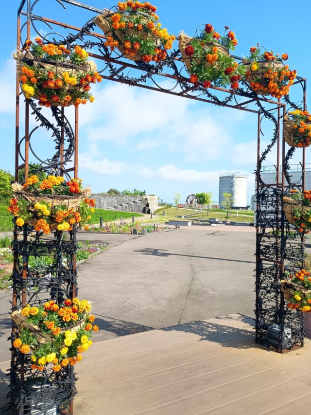 【中古】 続・君待ち坂上ル夾竹桃学園 夾竹桃が咲き始めました - ゆりの里公園