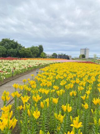 ゆり百科事典(学術検索) - ゆりの里公園 ゆりの里公園のゆり百科事典