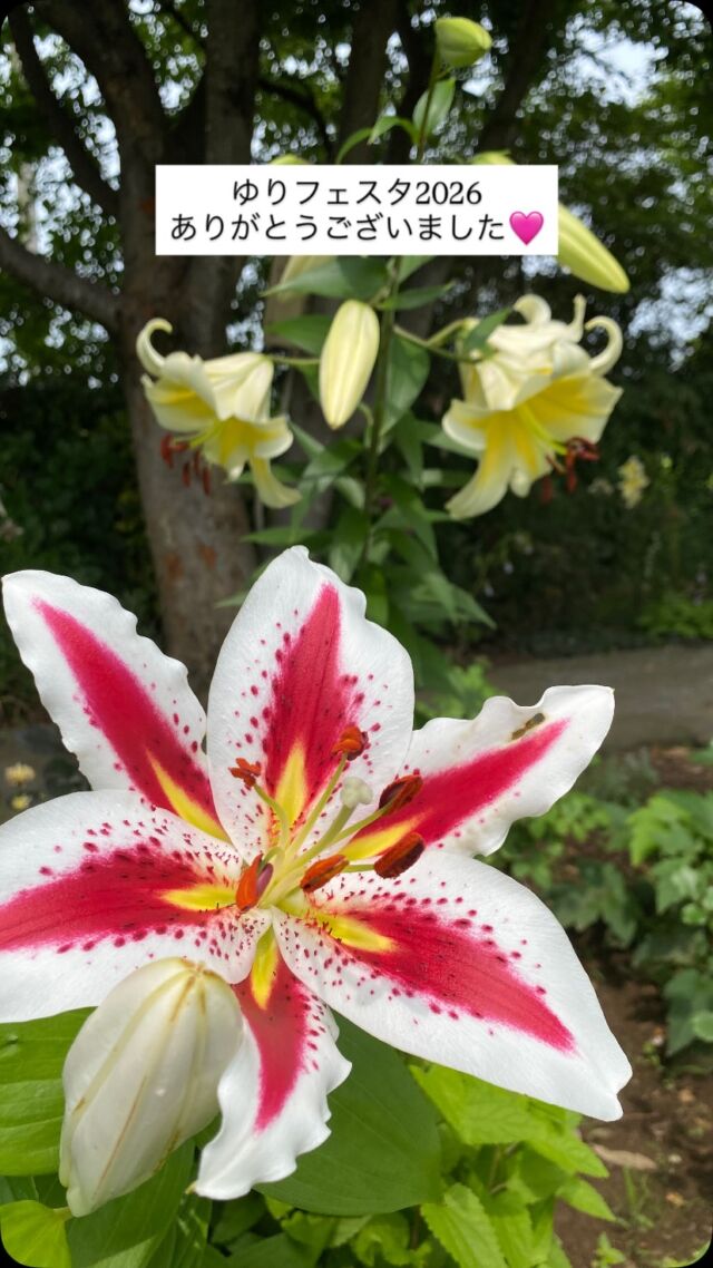 ゆりの開花状況 26/6/6 - ゆりの里公園